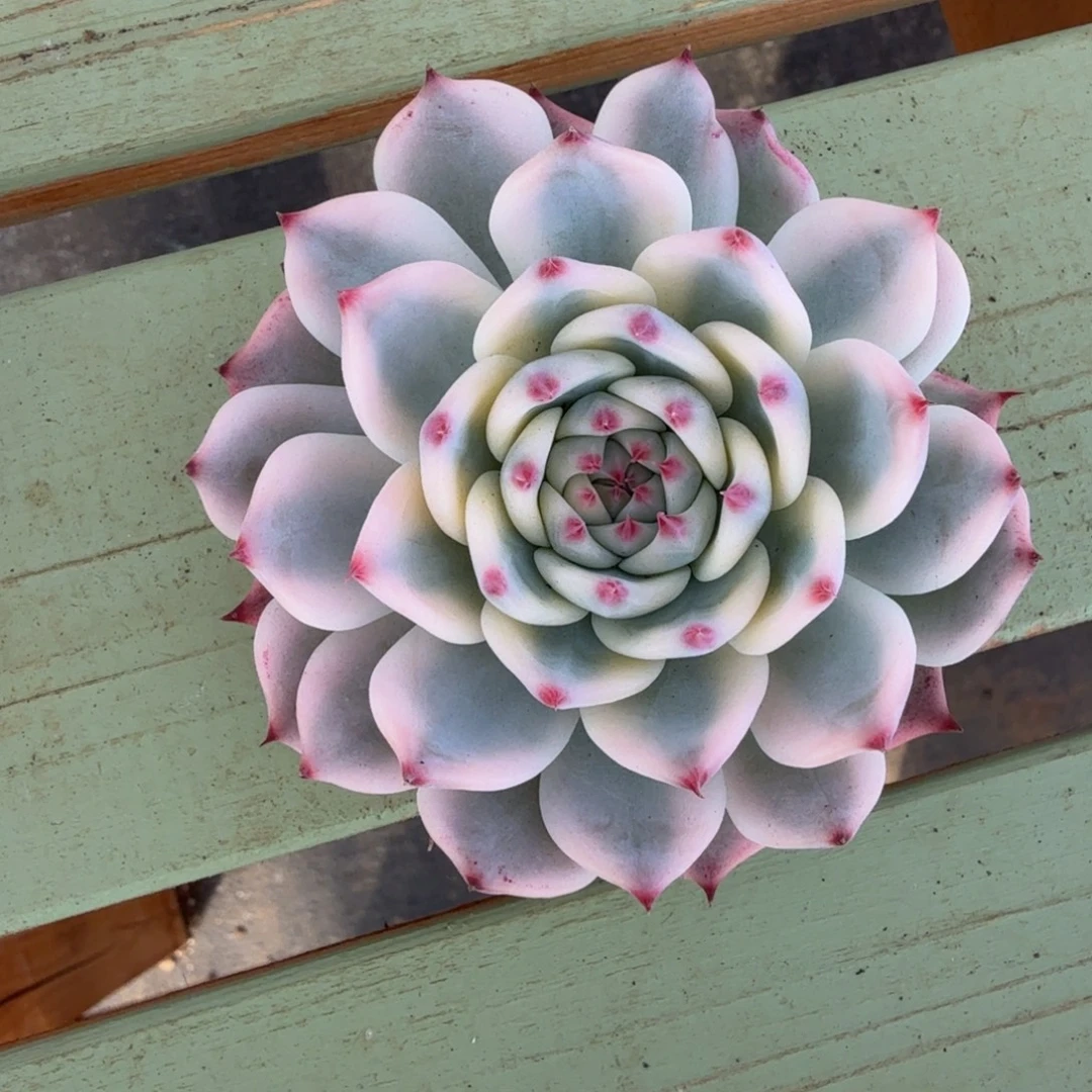 吉娃娃锦锦上园艺一物一拍