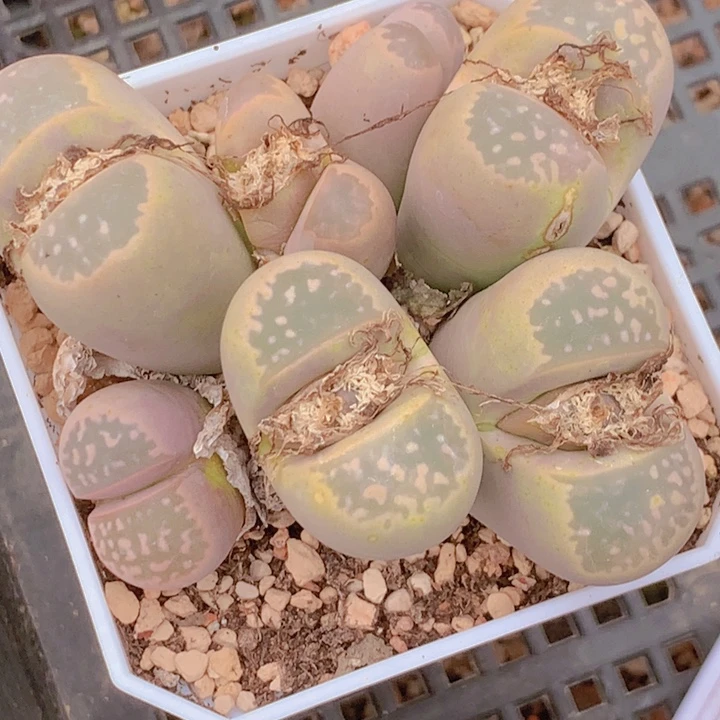 145655555555466648957966