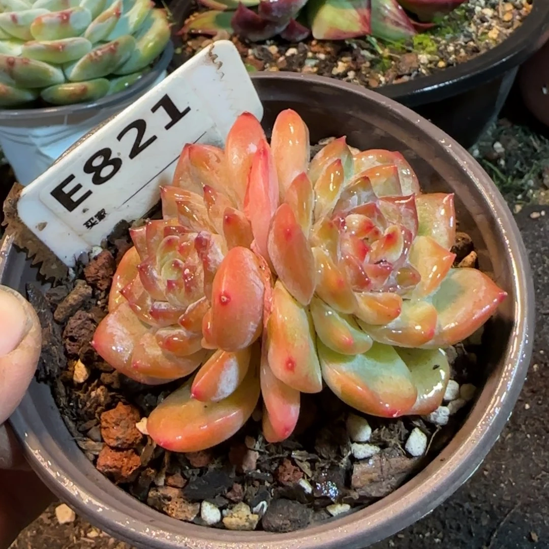 珍妮一物一拍包装收缩花旱821