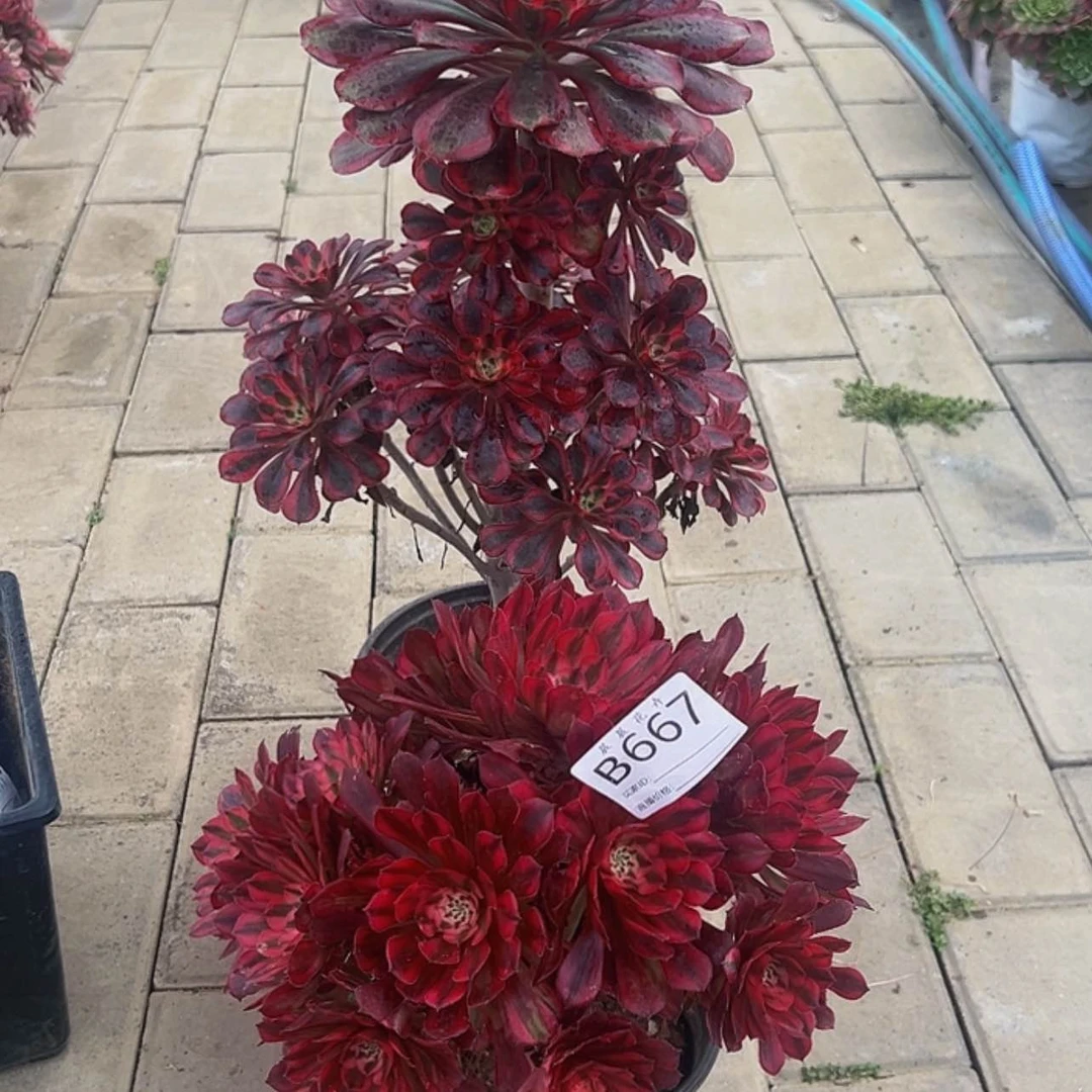 【闪购商品】红*667.668。