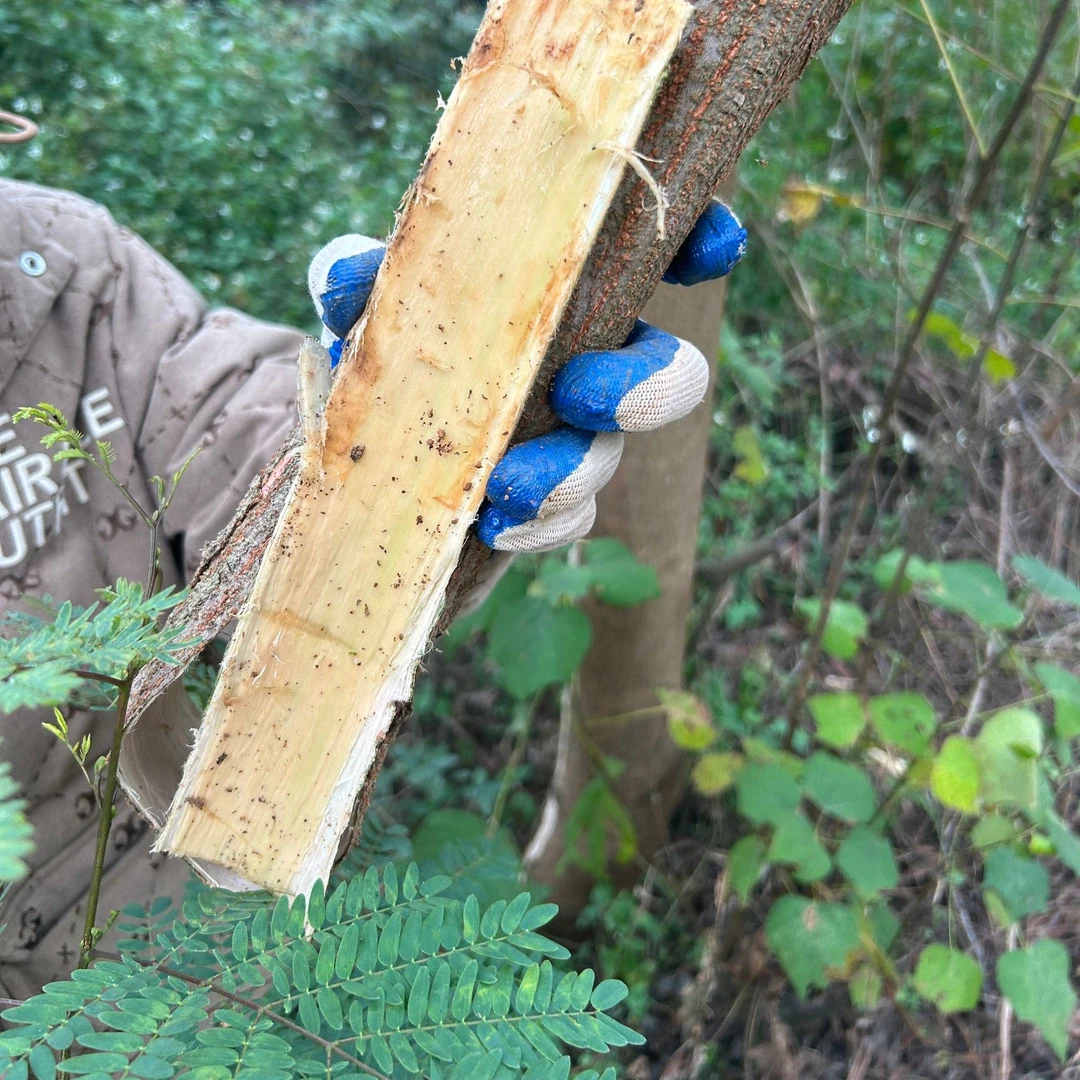 野生合欢皮广西夜合皮黄昏皮有情树皮合昏皮 泡茶煮水中药材干货