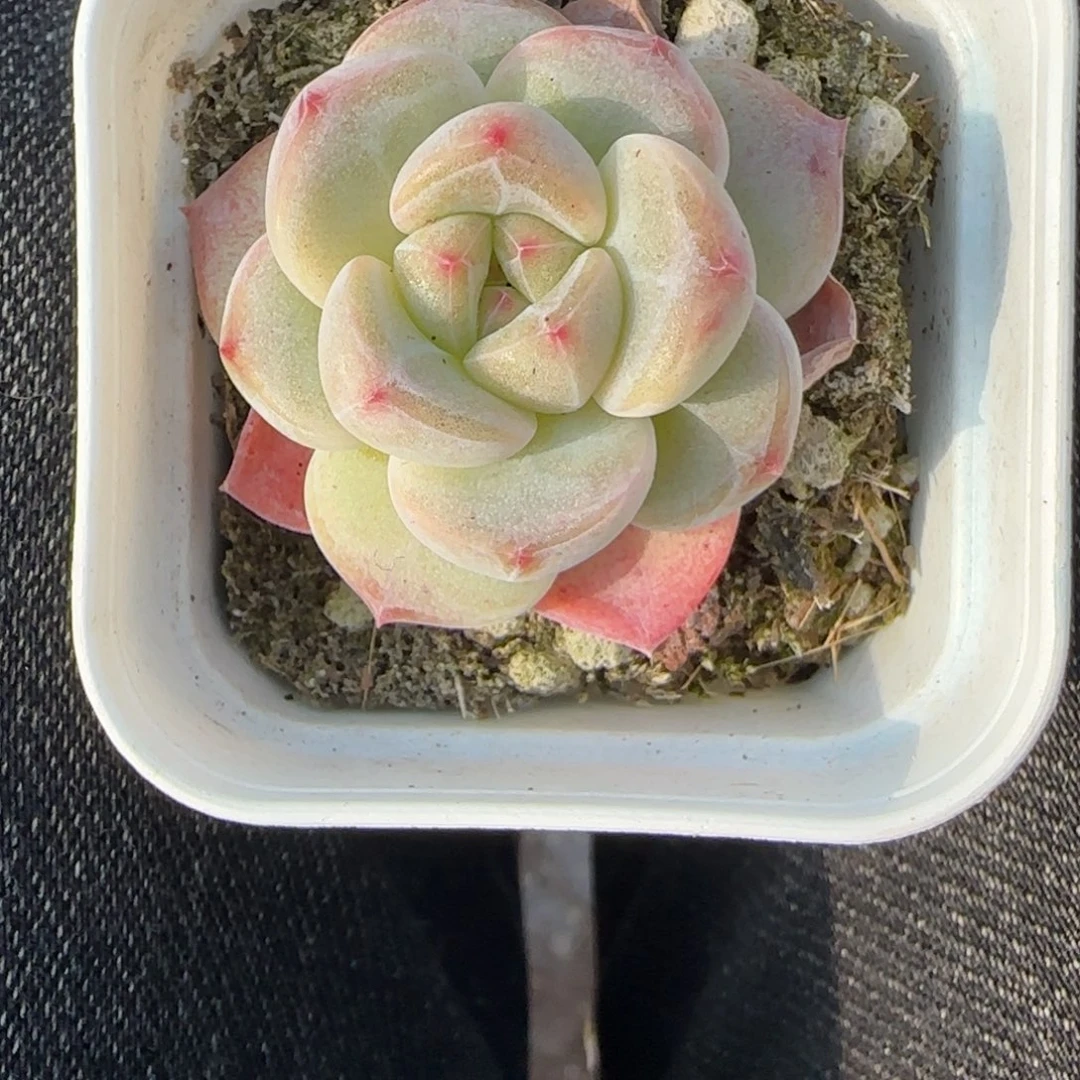 多肉小卡拉米糖心一物一拍