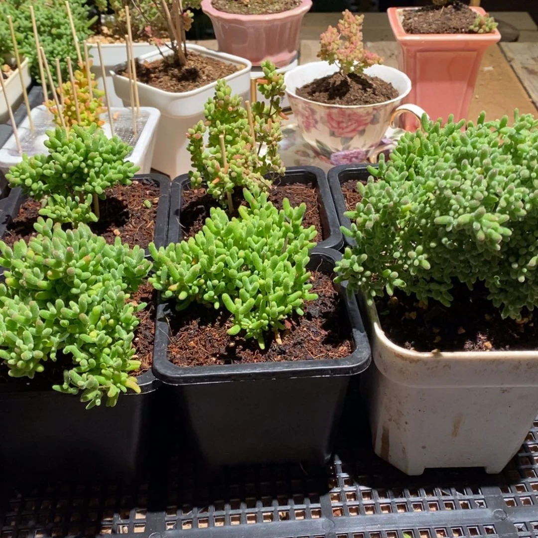 枝干番杏多肉植物672