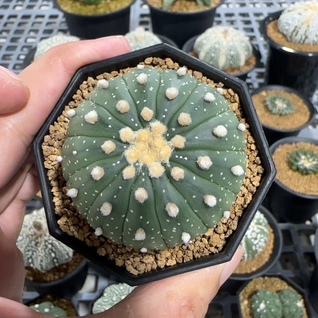 无花朵4.8公分十三棱