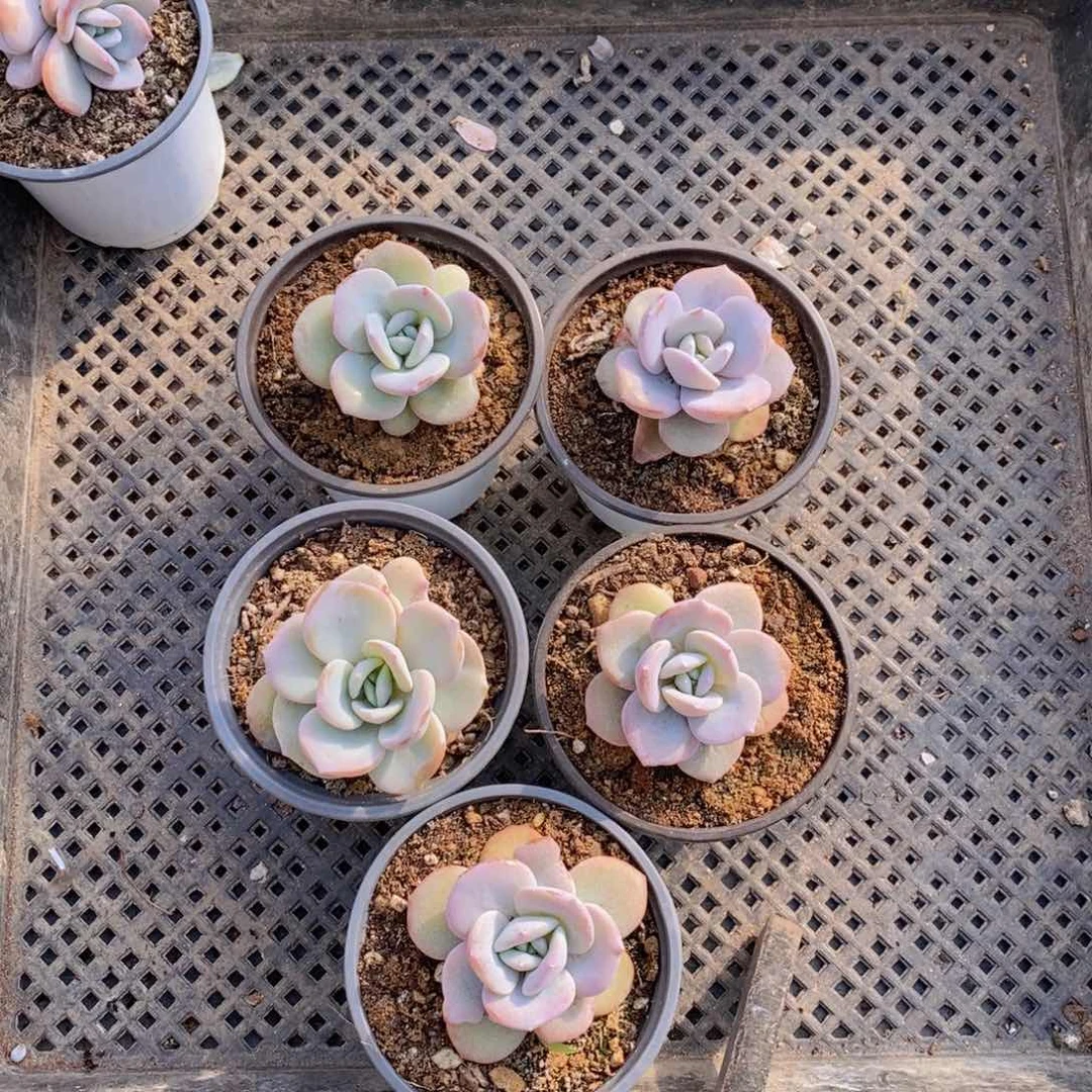 韩版一代奶茶5颗45包邮。