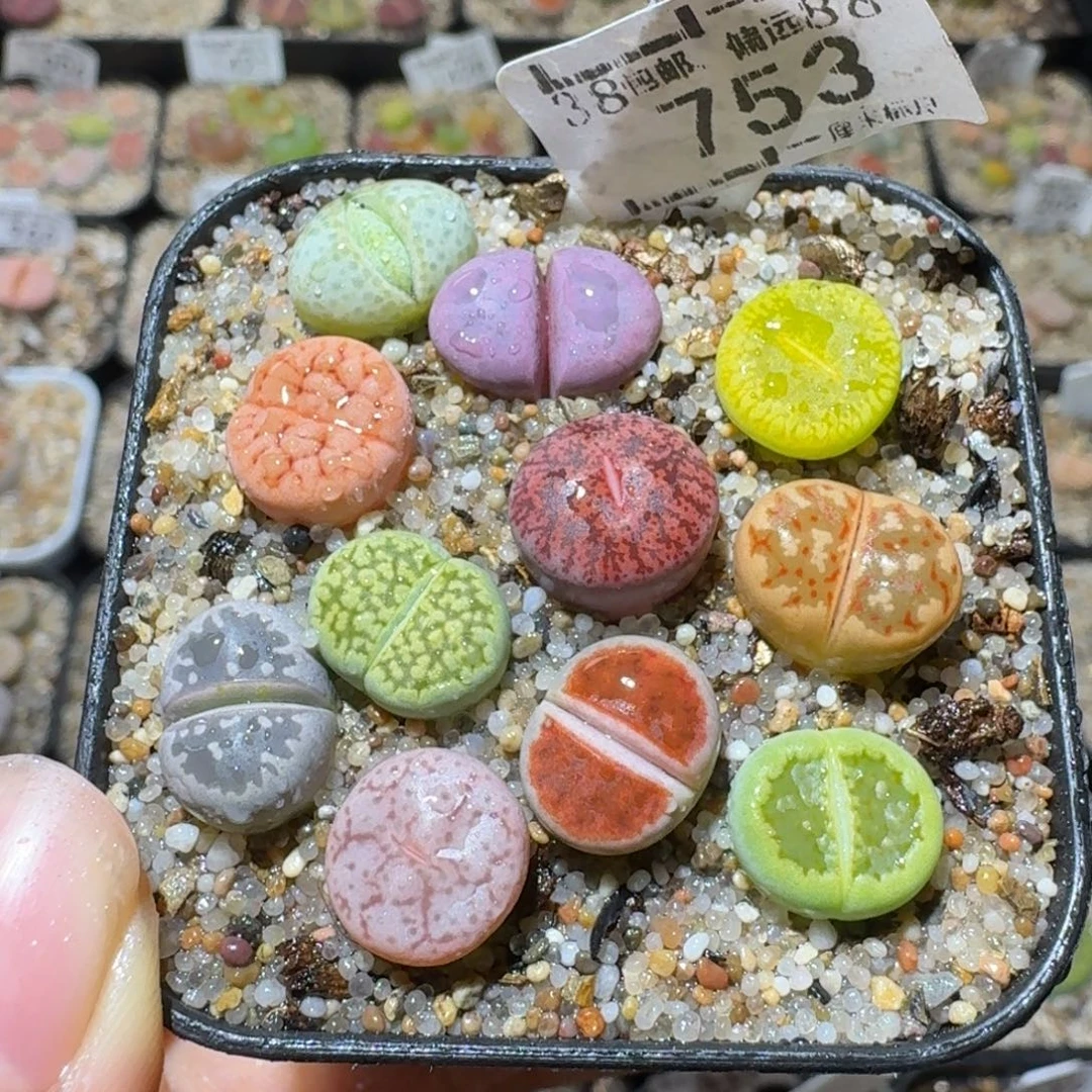 Sss清仓出了清清清753