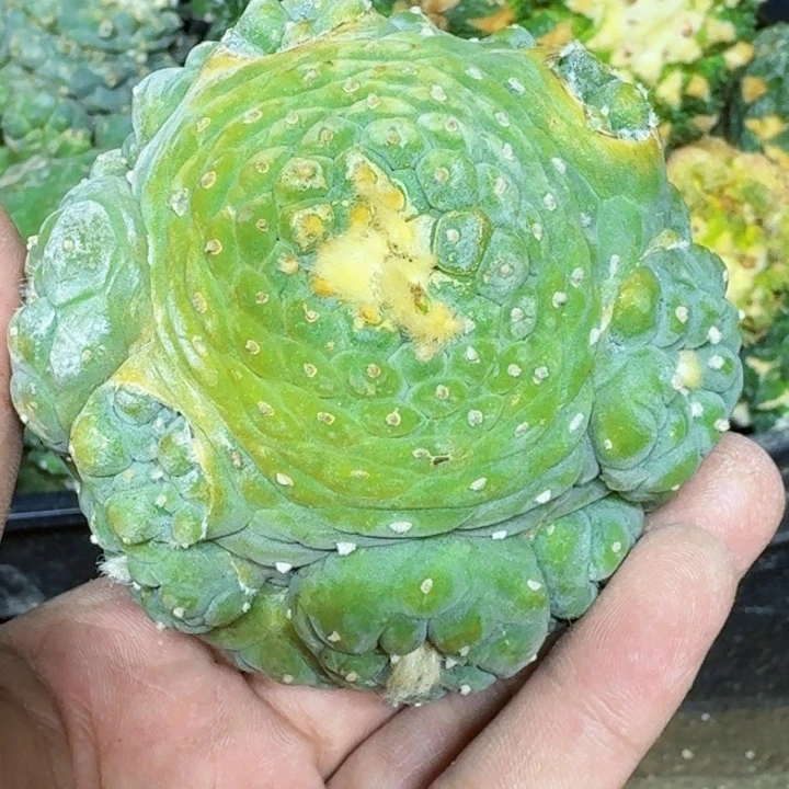 无花朵福利苗接小芝麻尤586