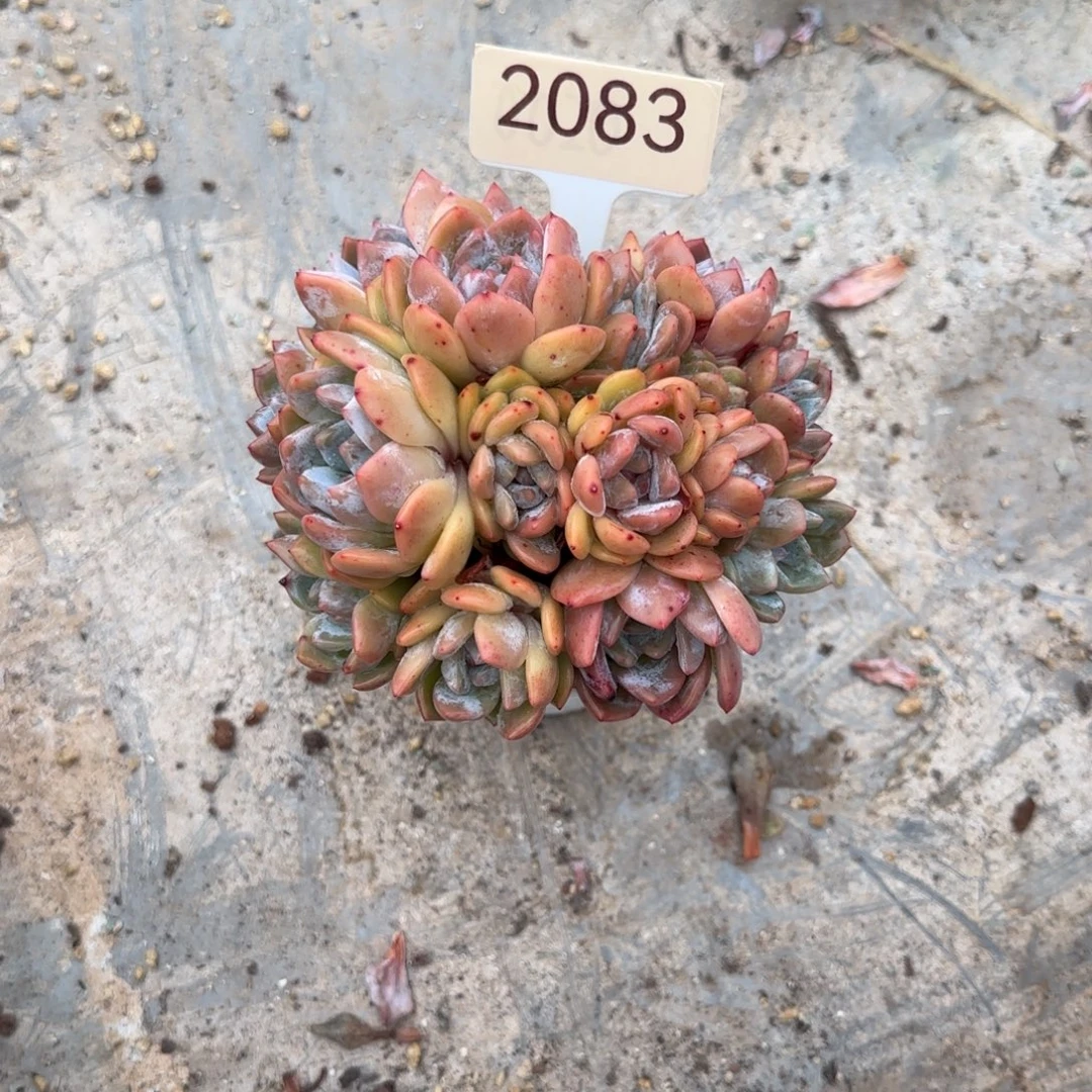 兔****星影。    2083号。