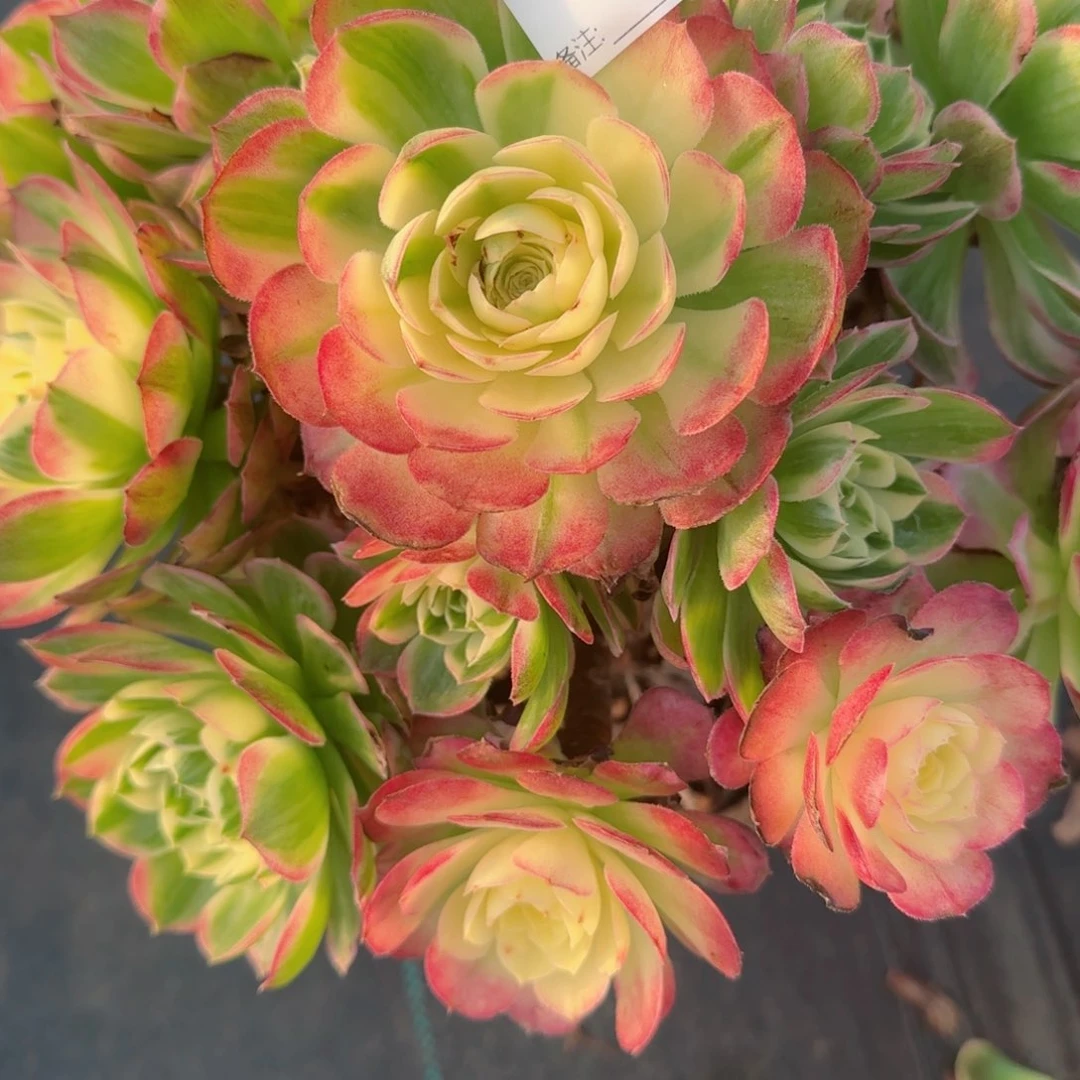 l*f6761海王多肉多肉