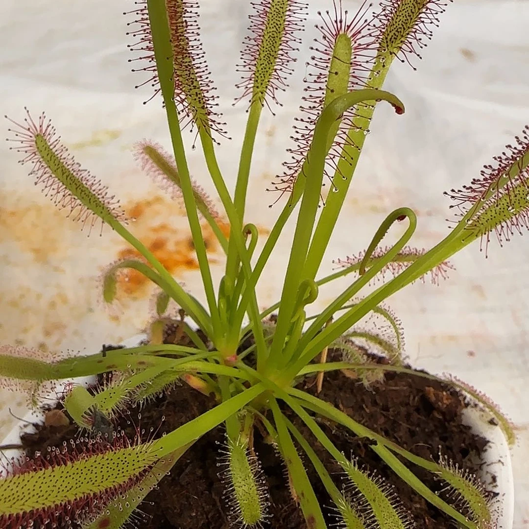 用***8无花朵专拍茅膏菜