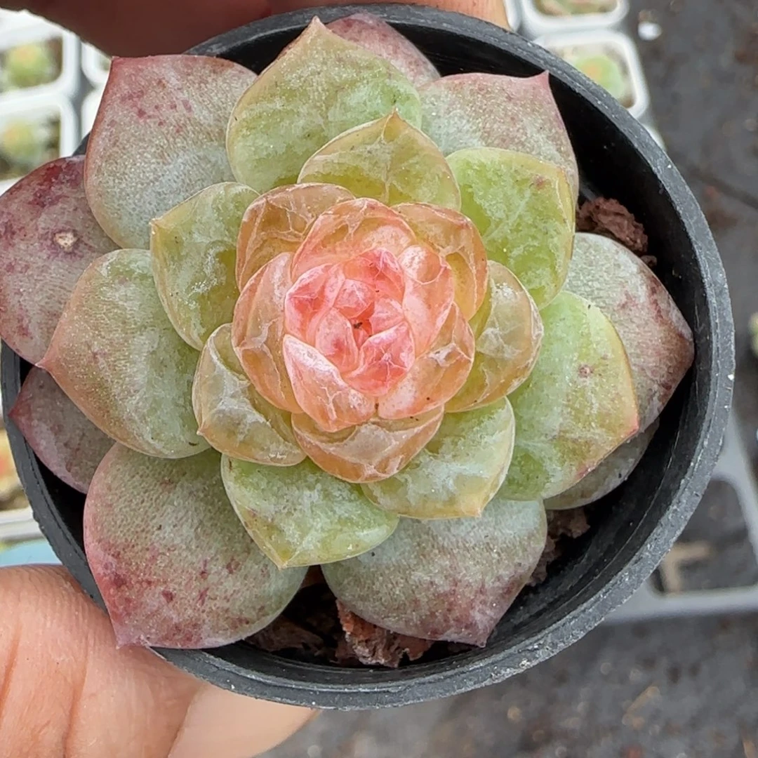 小卡拉米糖心一物一拍5-37