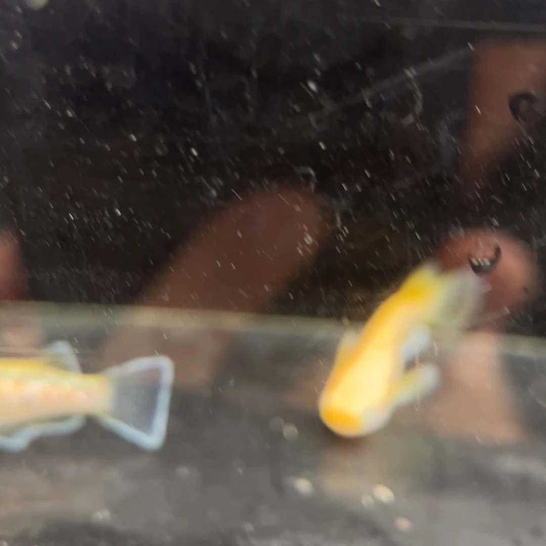 青鳉鱼205酥油灯一对