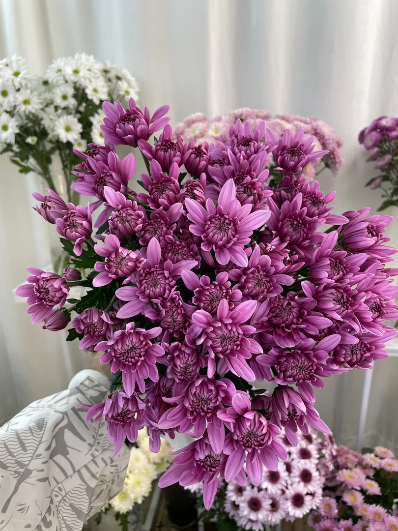 维诺尼卡小菊全店1-5扎一个运费