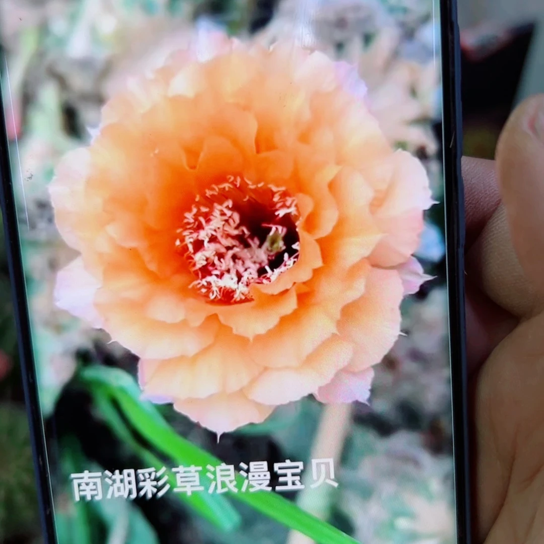 下74彩草浪漫宝贝歪无根侧芽4公分左右20包邮