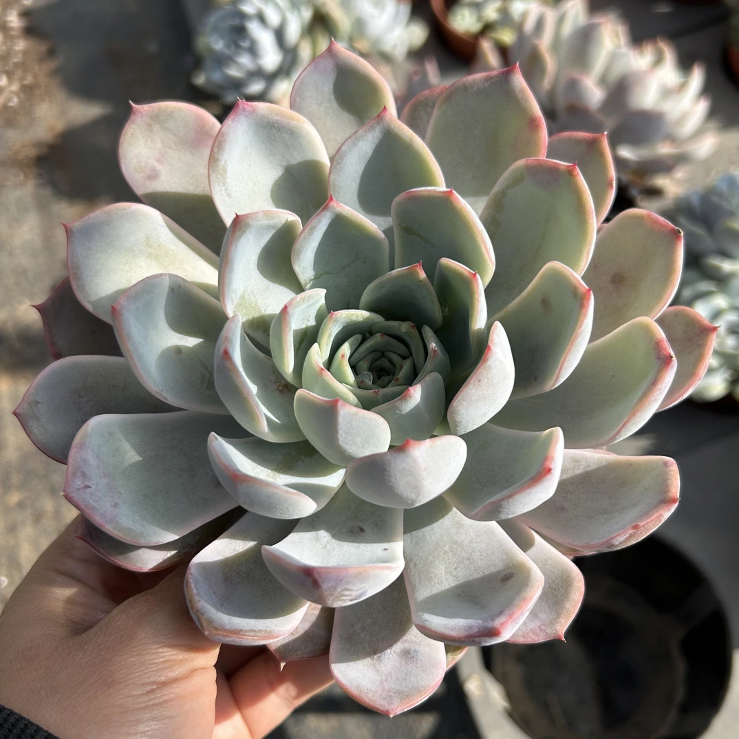 菲欧娜多肉植物   全场满16.8包邮，实物以直播展示为准