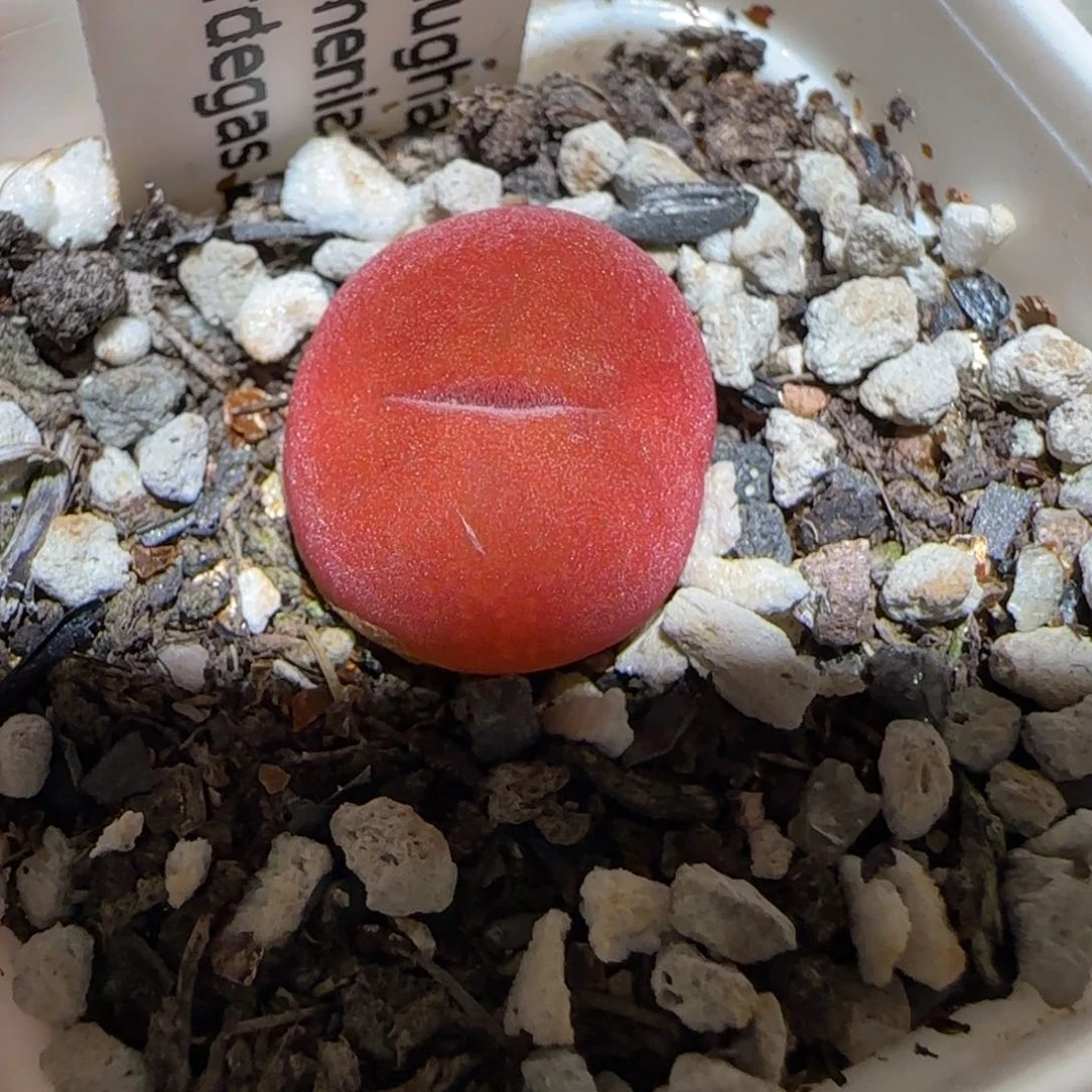 肉锥多肉植物百科-水蜜桃343