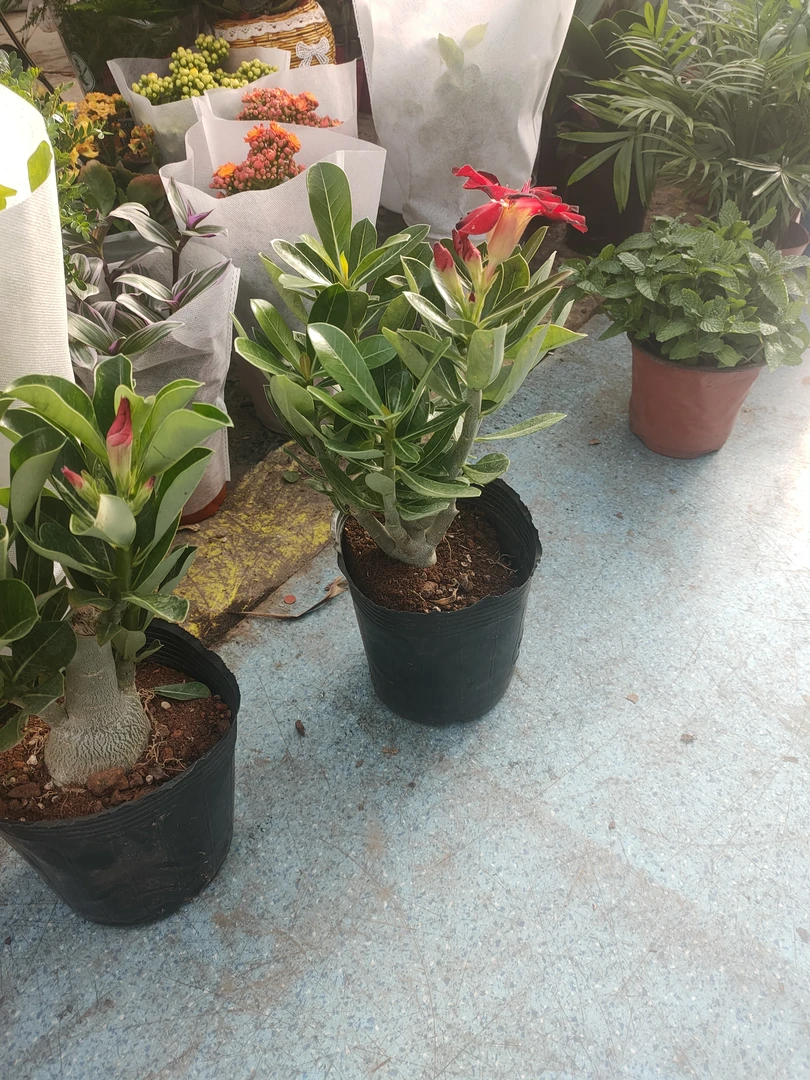 沙漠玫瑰，喜阳耐旱，适合新疆养！