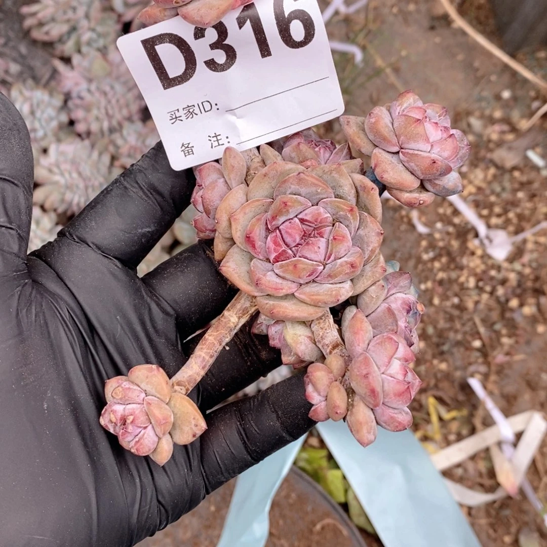 316石榴籽妈呀呀呀呀