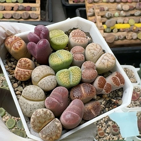 3104，彩套带盆土发货特价