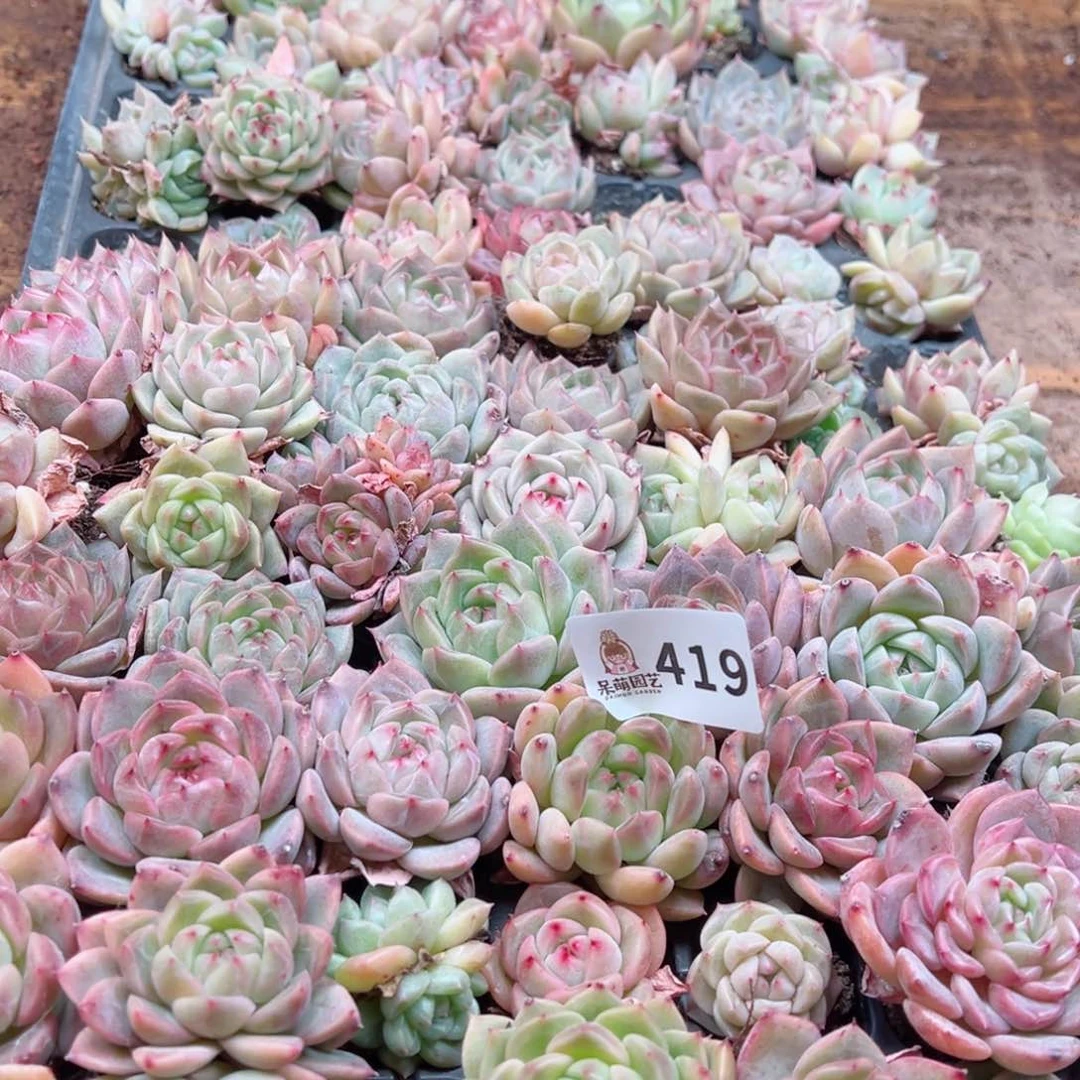 多肉植物多肉植物