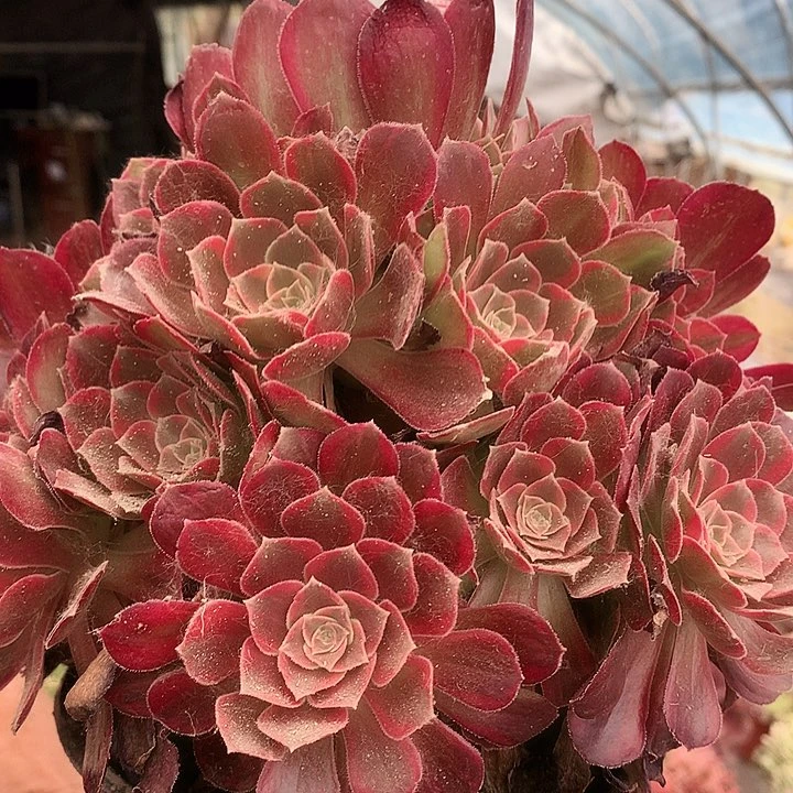 153安娜多肉植物