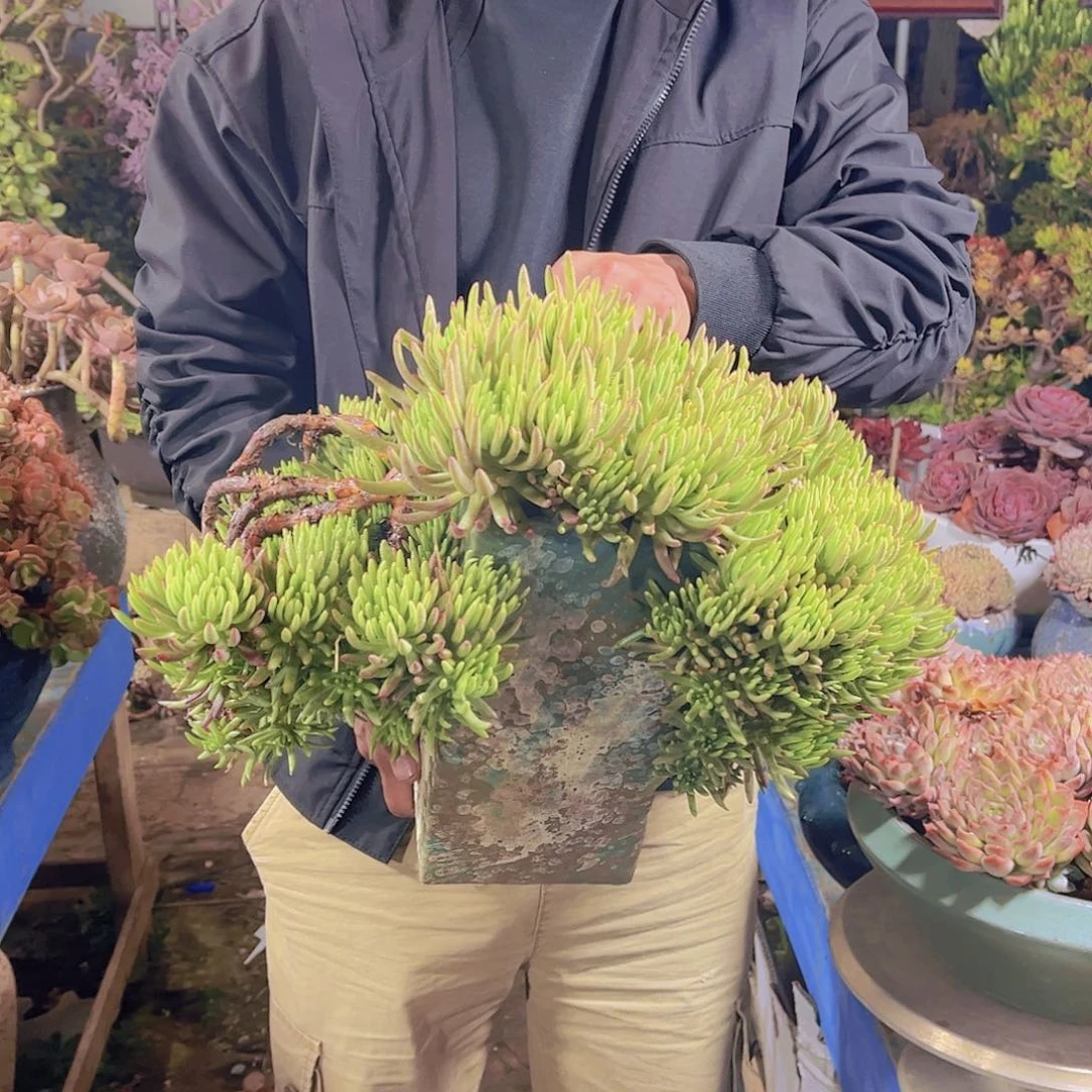 多肉老桩多肉老砖去