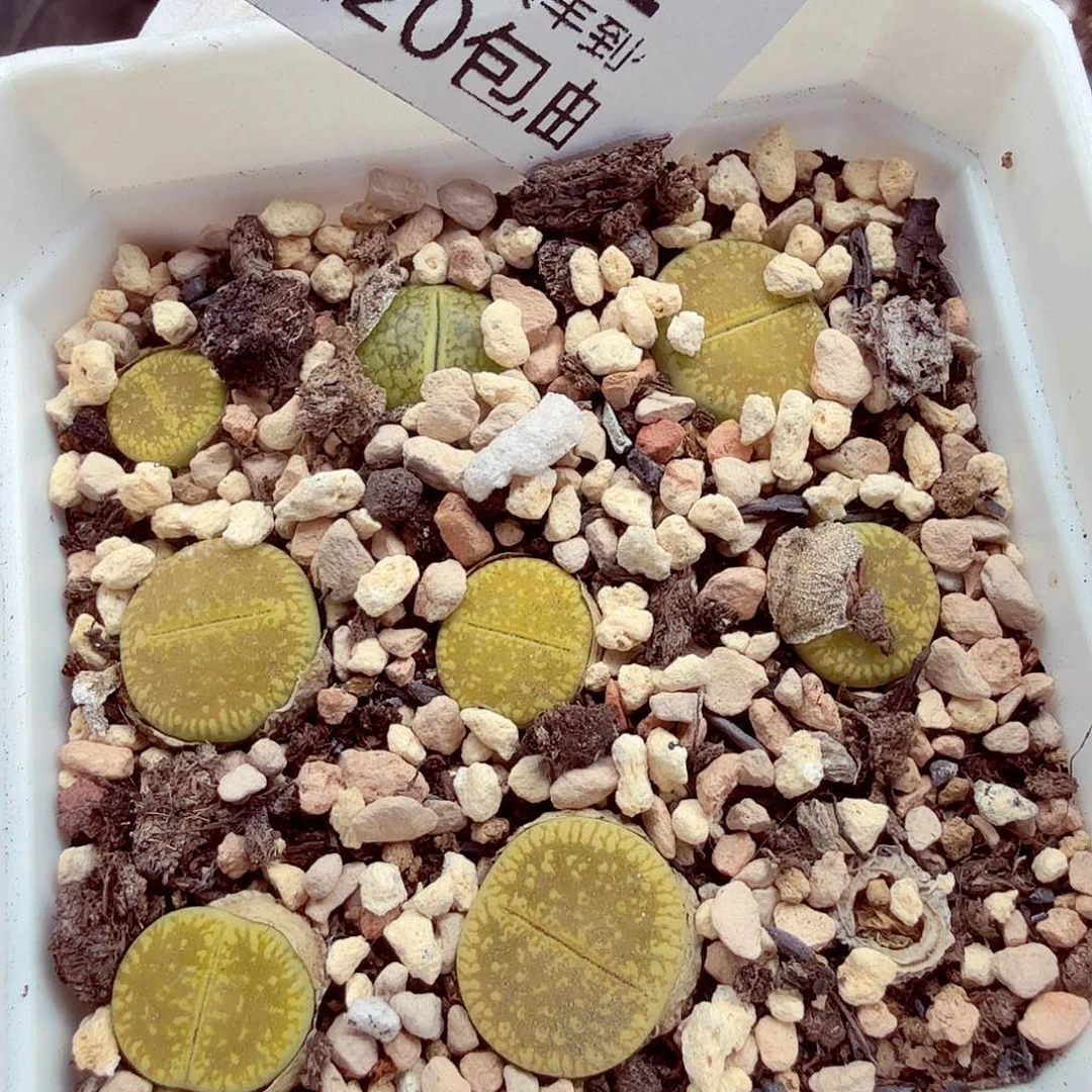 你说是谁在的呀怎么没582