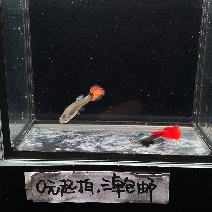 孔雀鱼花蝴蝶一对