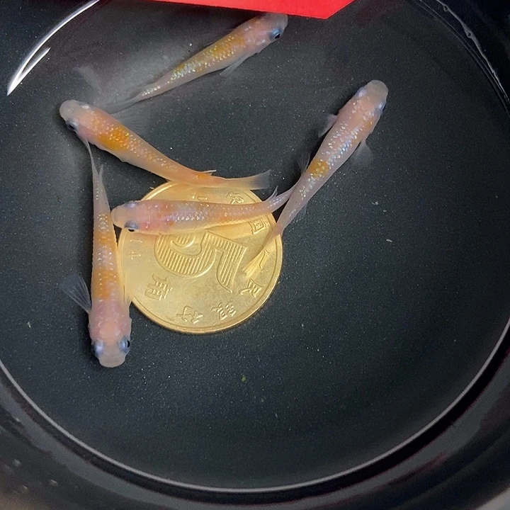 海水鱼墨子的鱼1号粉赤壁