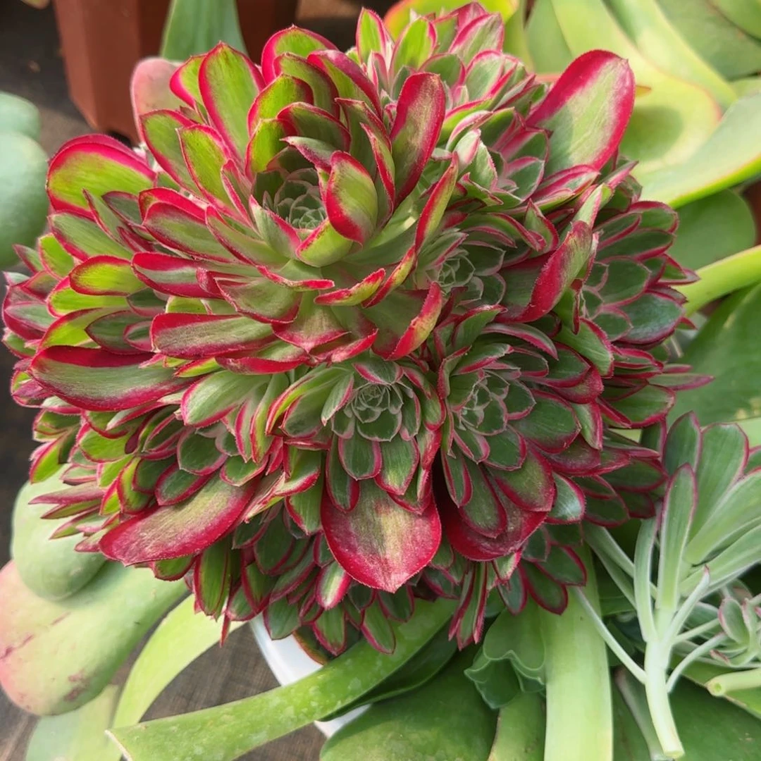 雨*孔雀翎无根发货实拍