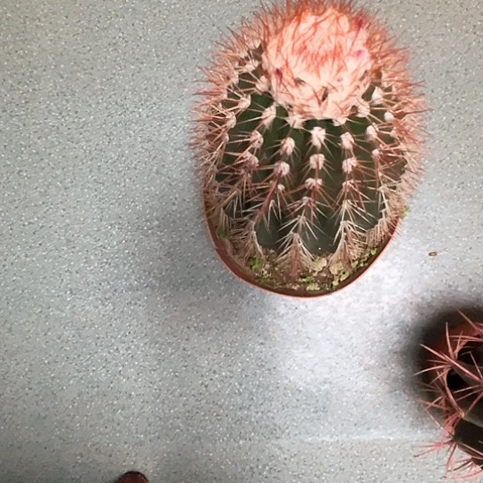 清**美黄金云谢谢谢谢谢谢谢