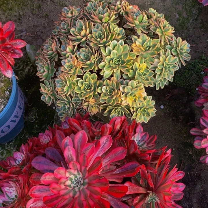 甜茶加红彤表白一组多肉植物