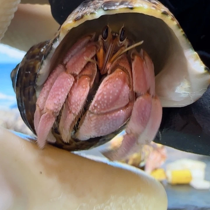 A69明艳粉 灰白1.9cm口径