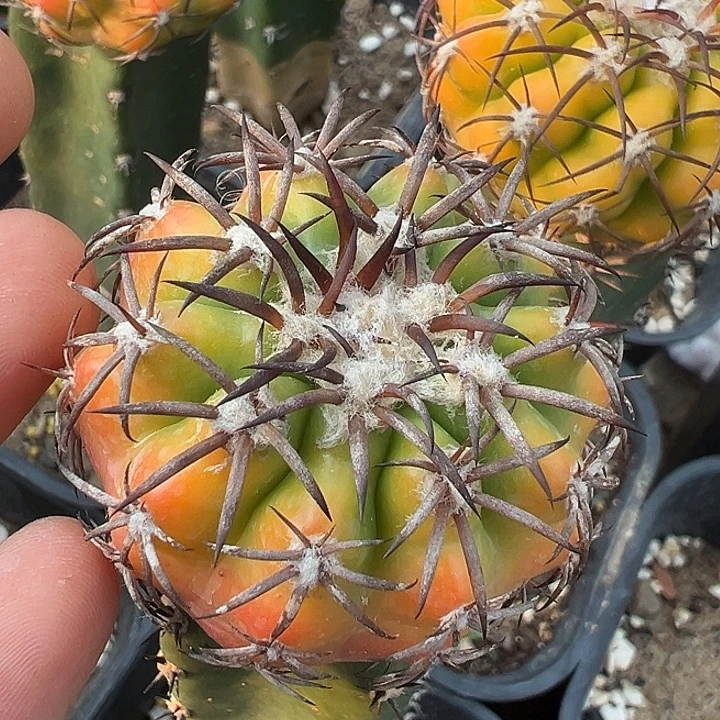 圆盘玉锦。 苗接。