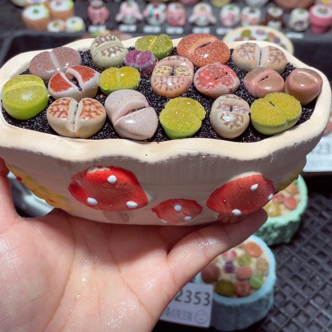 w2354 带盆土发货-零下地区拍保温箱