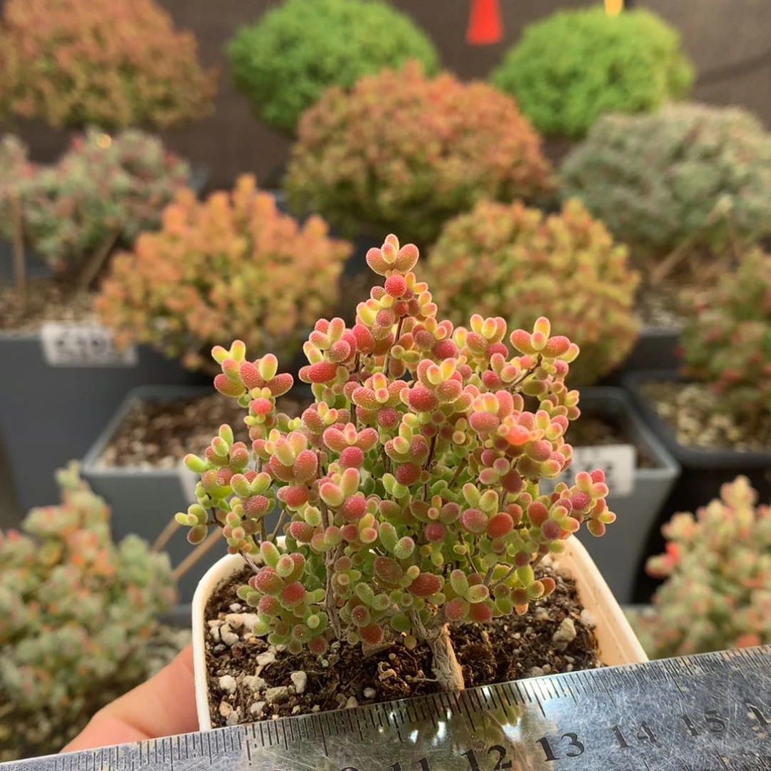 c234蜜橘糖球枝干番杏