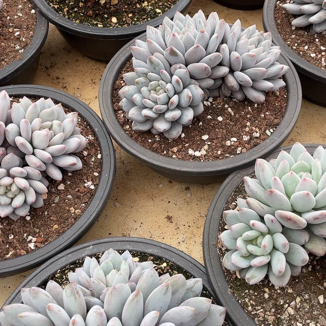 半夏美人群生15厘米可挑