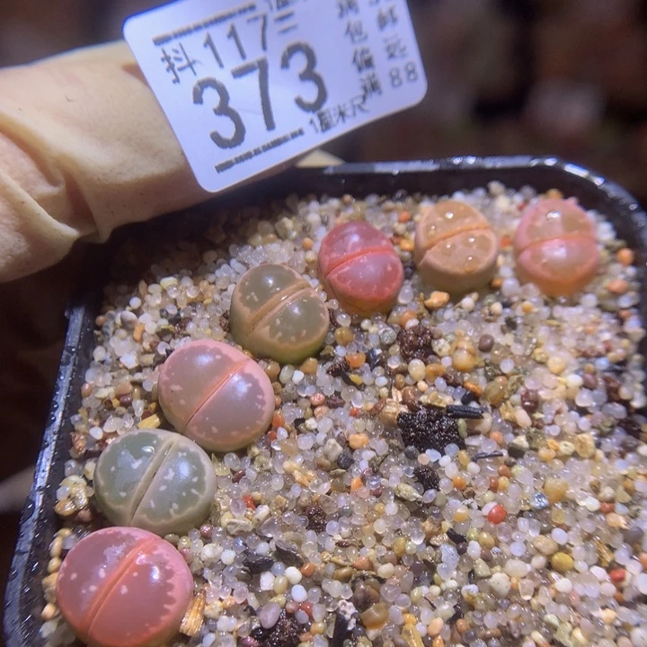 精品生石花117.373