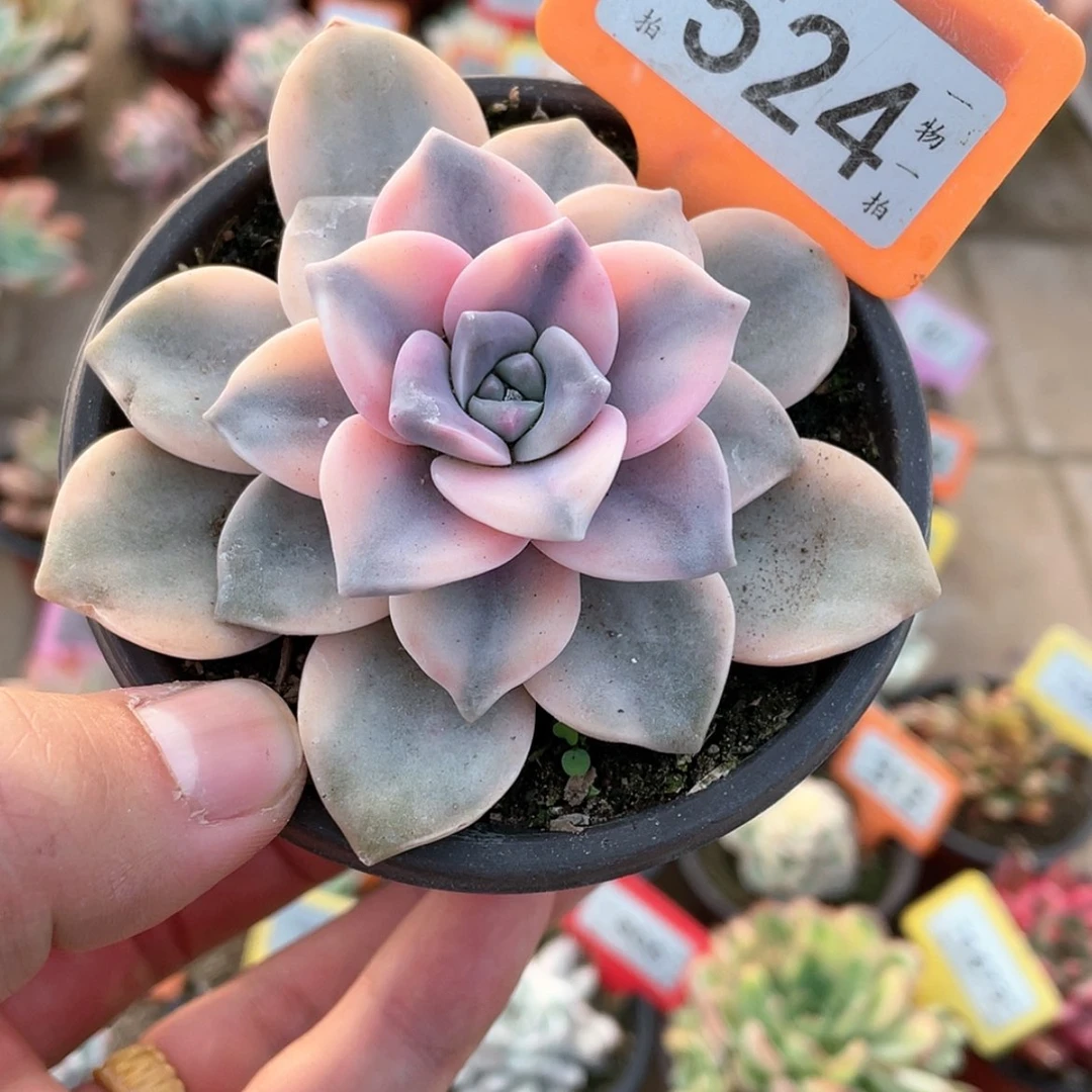 【闪购商品】524号