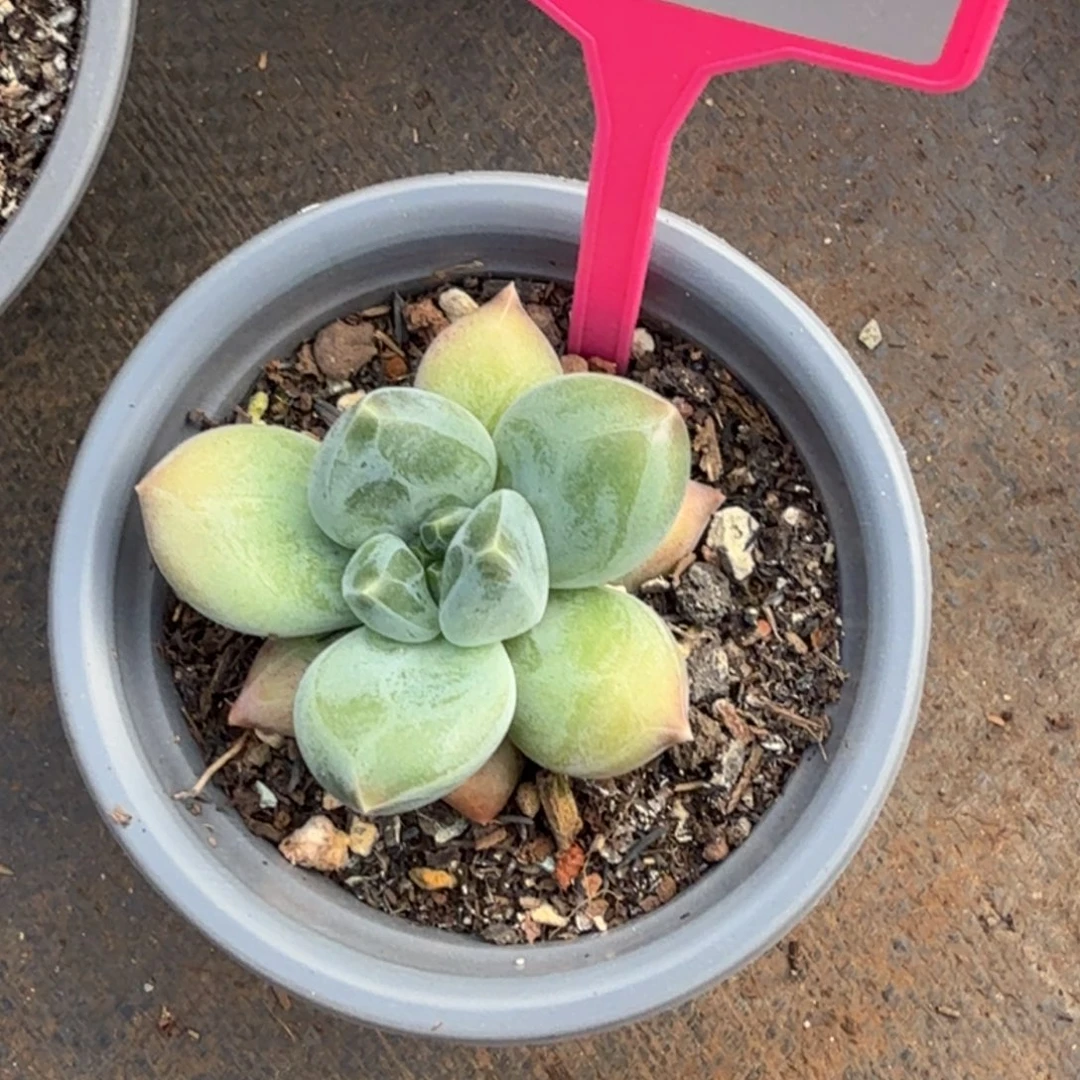 重楼多肉植物278.