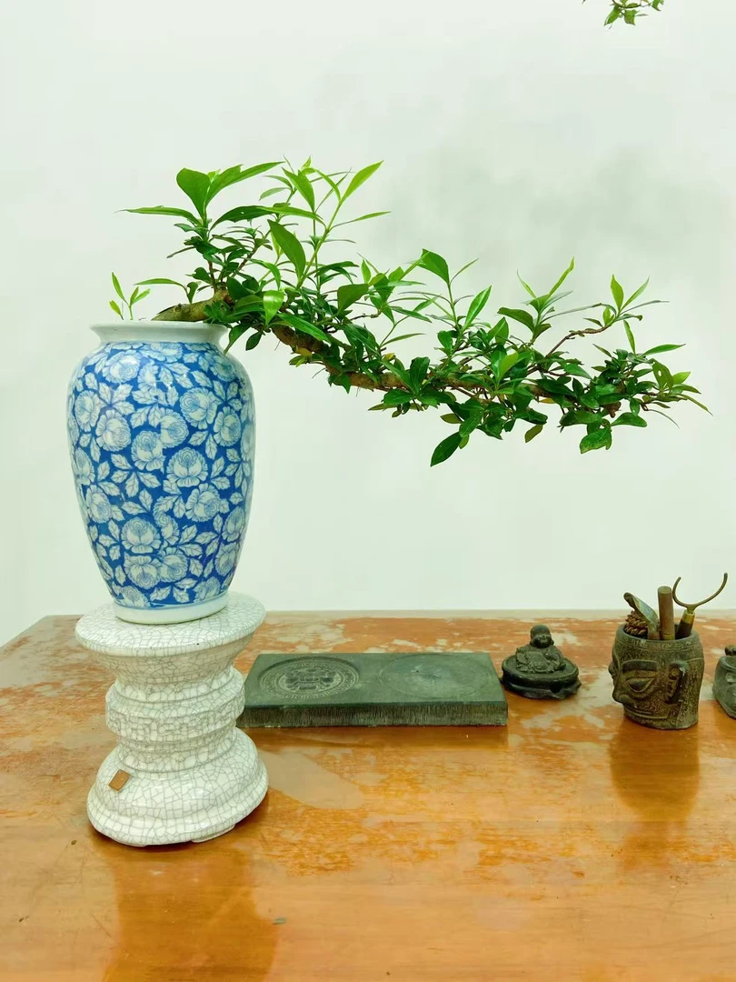 精品栀子花盆景室内绿植海岛九里香盆栽易养护植物客厅栀子花盆栽