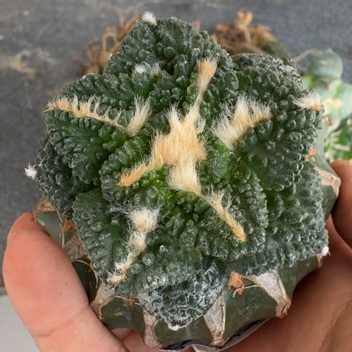 【闪购商品】无花朵牛*哥龟847