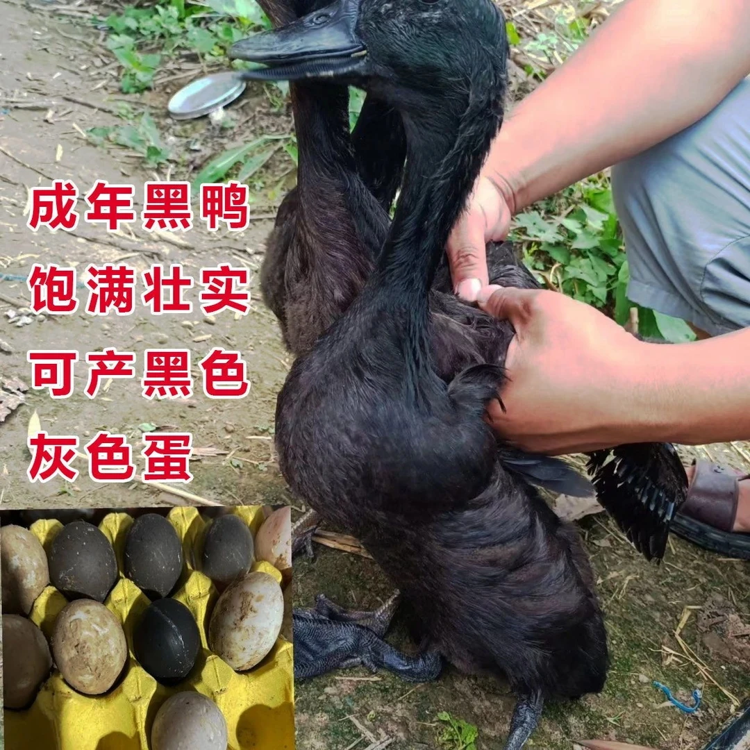 【黑蛋鸭】黑壳蛋鸭宠物鸭黑蛋鸭可以下黑蛋的黑鸭子黑蛋鸭黑蛋黑壳