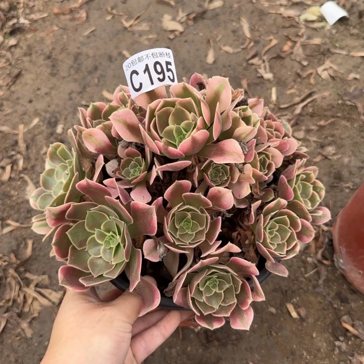 香妃……多肉植物……