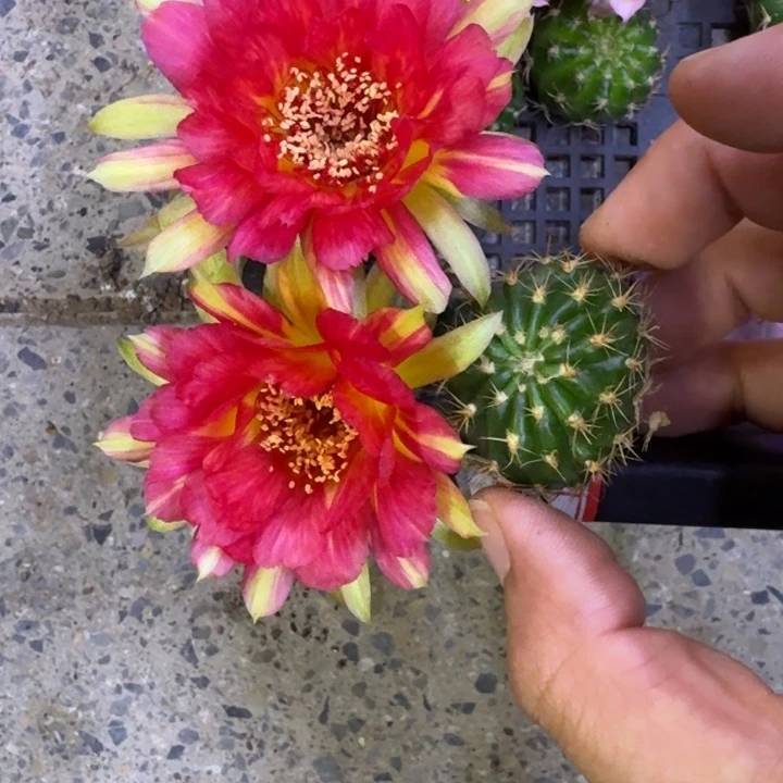 260丽花98歪3公分左右无根侧牙，20包邮