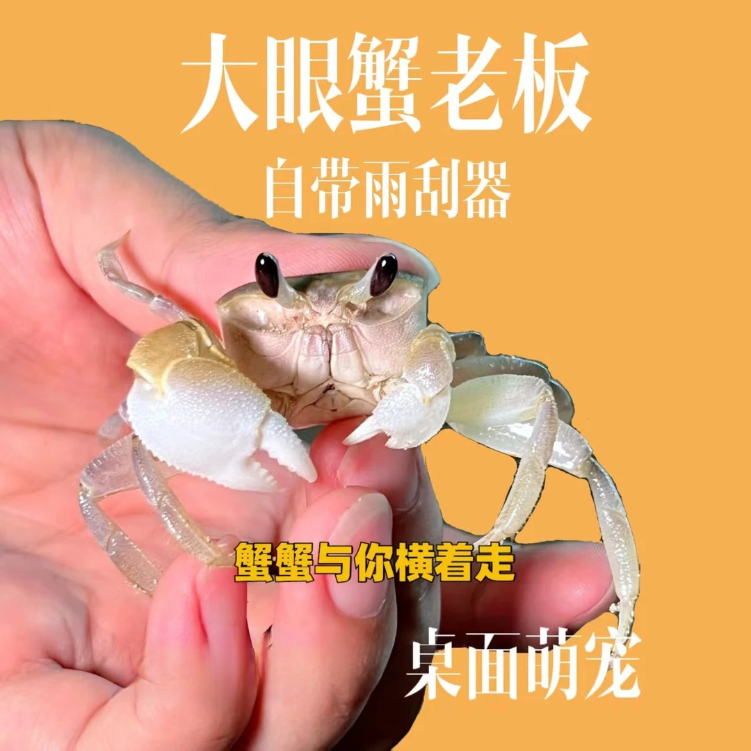 中华沙蟹大眼萌宠适合懒人养殖的爬宠蟹