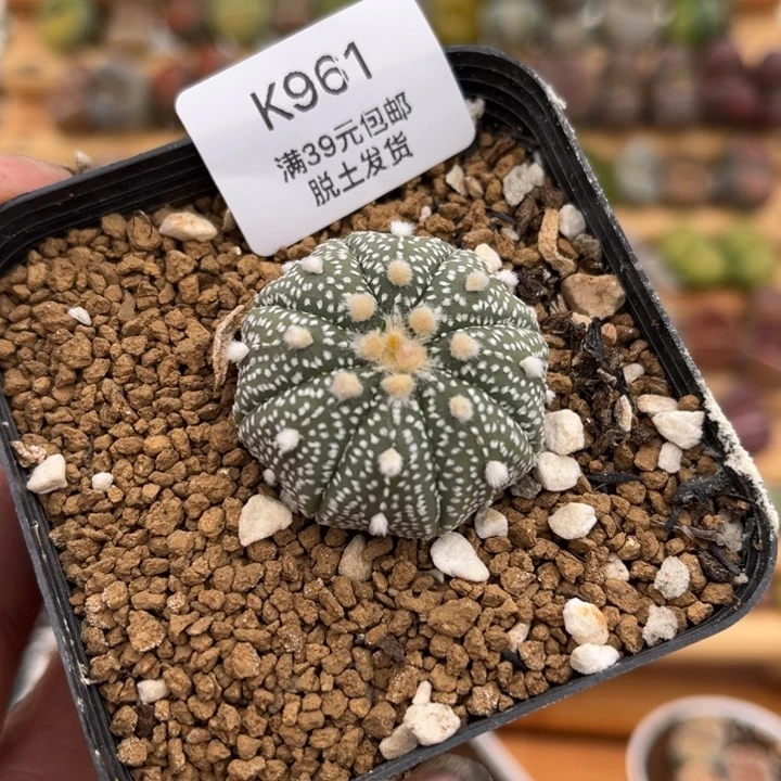 961多肉哈哈哈哈哈哈哈