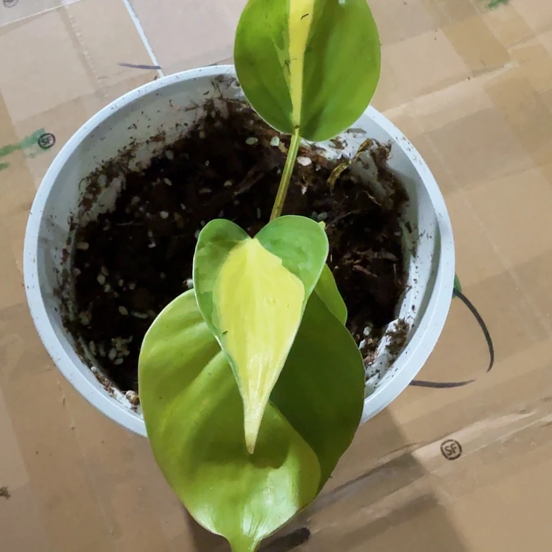 撑***森无花朵龟背竹一物一拍