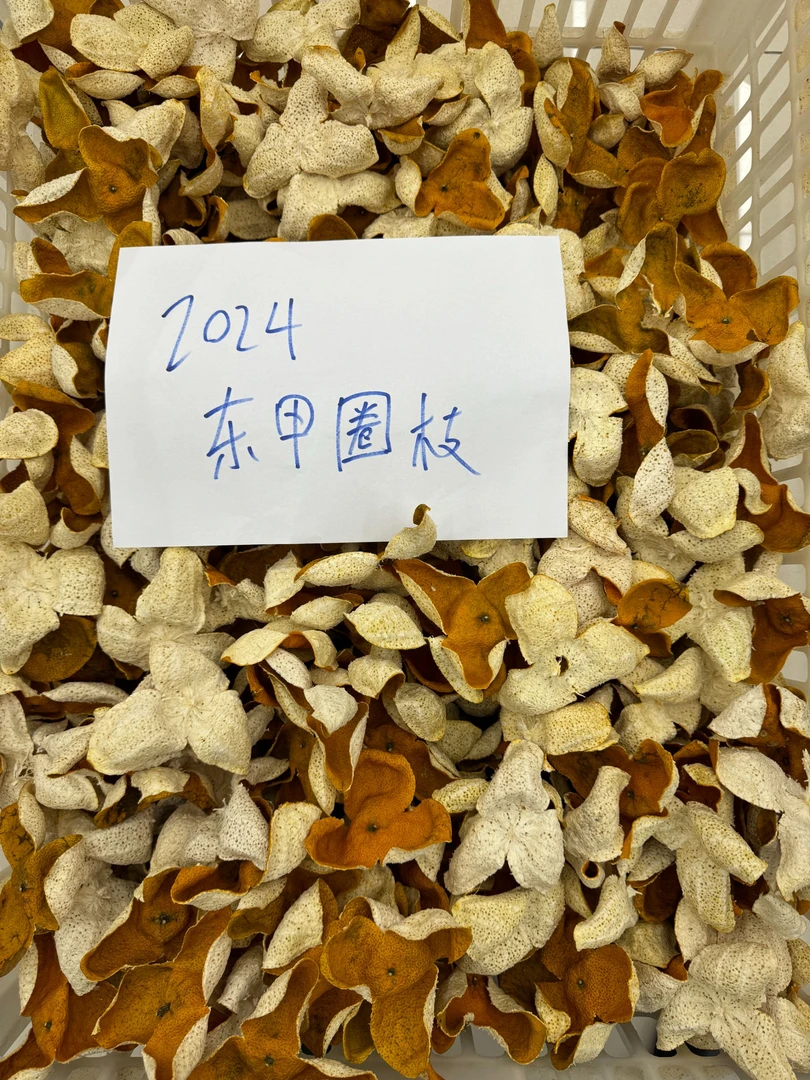 2024【圈枝大红】新会一线产区陈皮