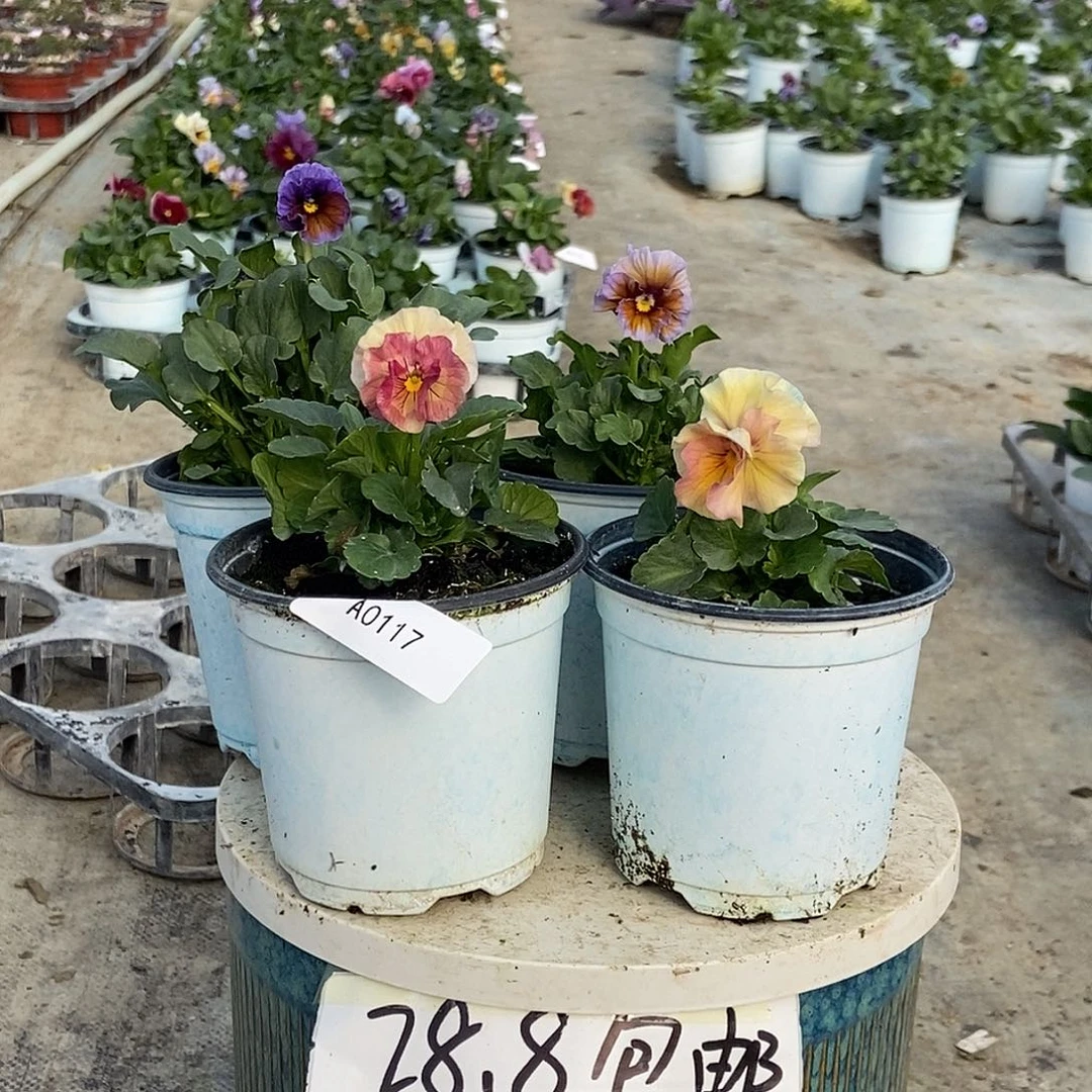 大部分花苞少量开放117